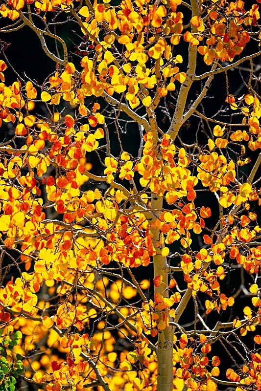 Backlit aspens 2 - 2022 Fall Colors