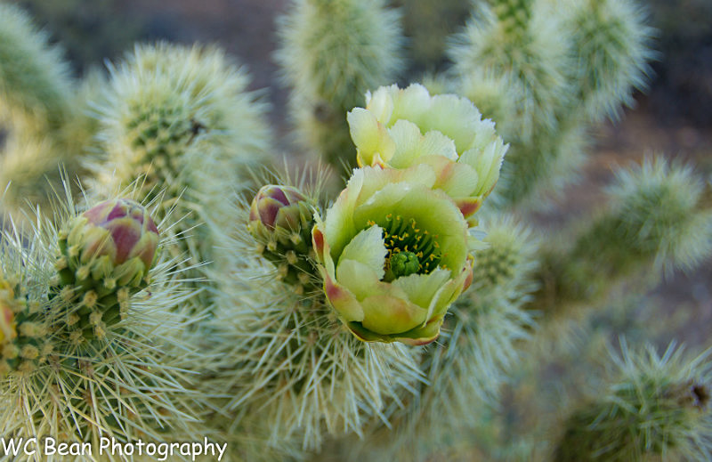 Cactus Flower 4 - Trees and Flowers