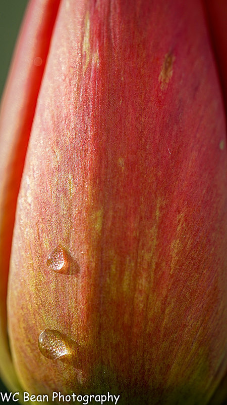 Drops on a Tulip - Trees and Flowers