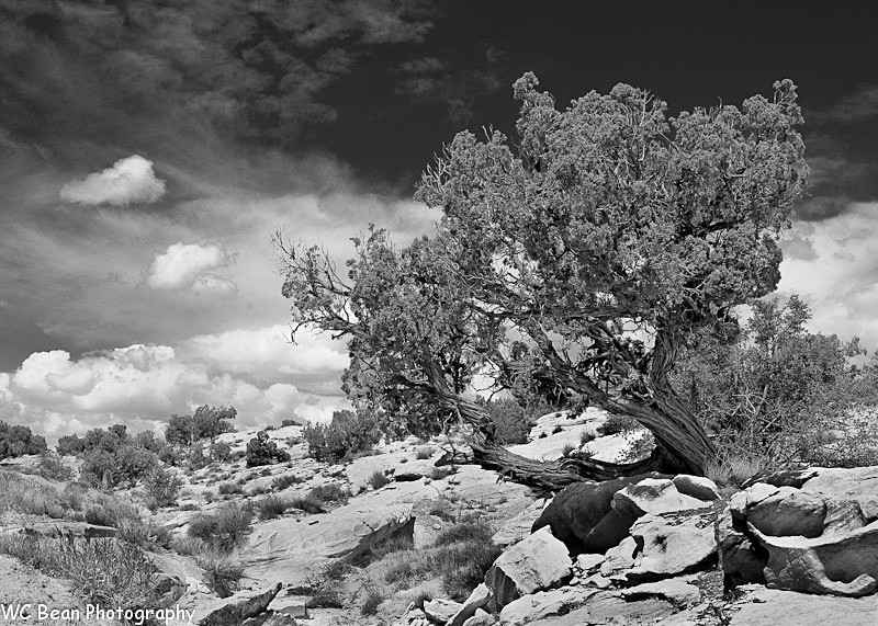 Tree and Clouds #3 - Black & White Images