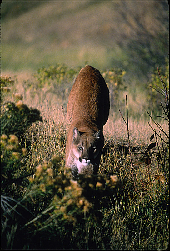 In his sights - Critters