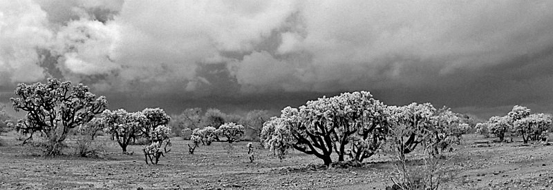 Cholla Pano - Black & White Images