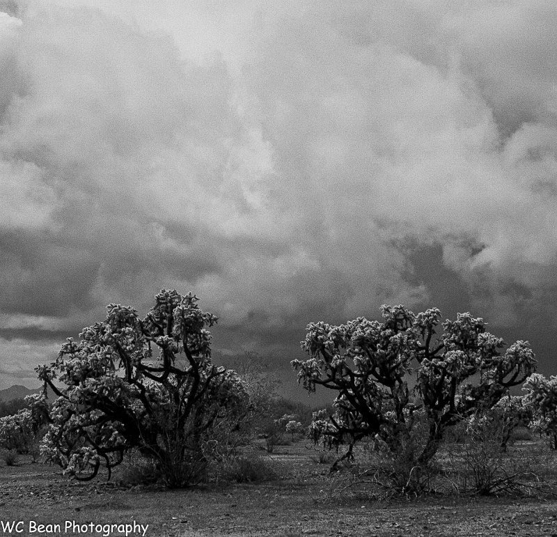 Storm clouds and Chollas - Black & White Images