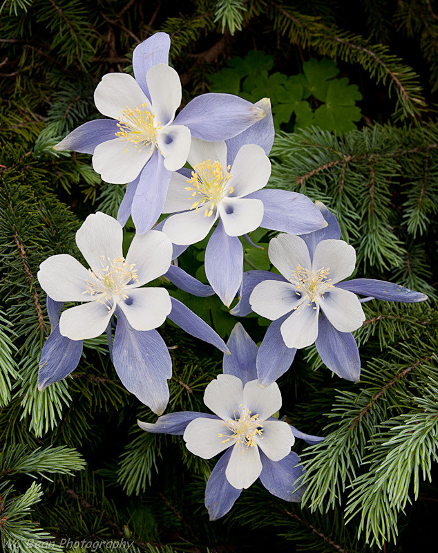 Columbines - Trees and Flowers