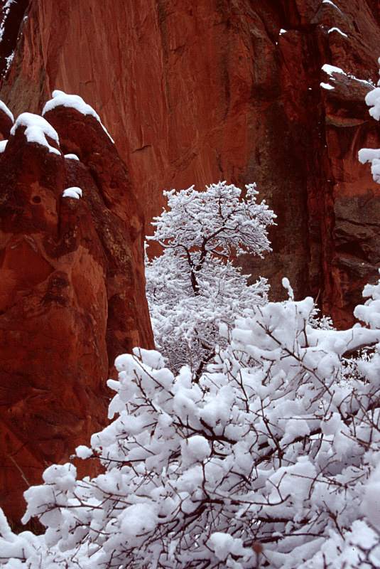 Snowy Alcove - Trees and Flowers