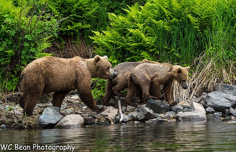 Bears of Wolverine Creek - Critters