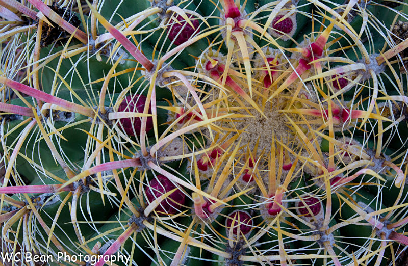 Barrel Cactus detail - Trees and Flowers