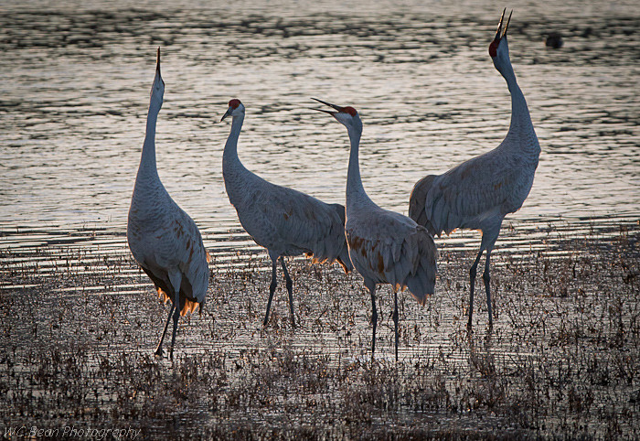 Crane Choir - Critters