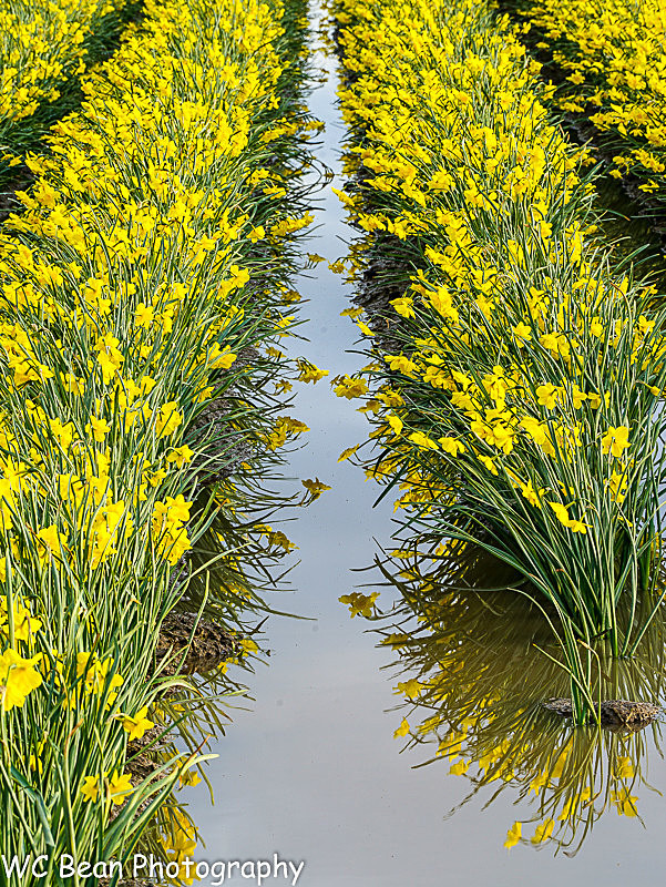 Skagit Valley Daffys - Trees and Flowers