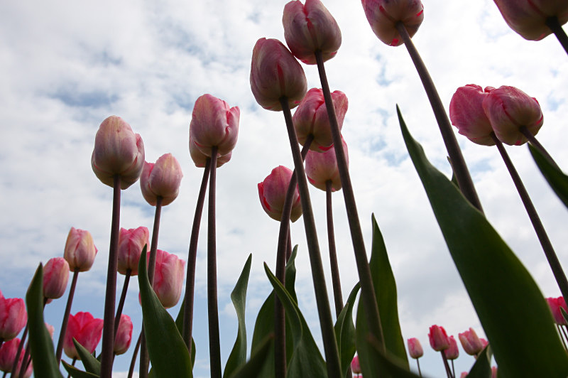 An Ant's Eye View - Trees and Flowers