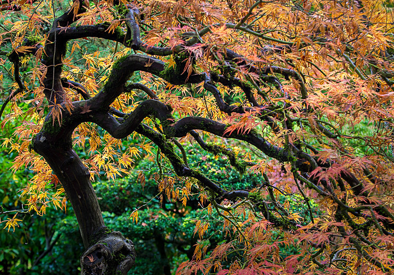 Twisted - Trees and Flowers
