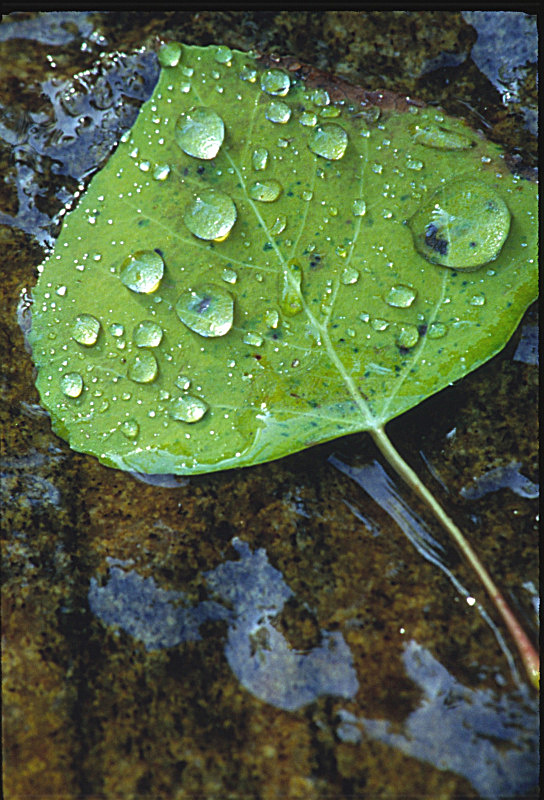 Aspen Leaf - Trees and Flowers