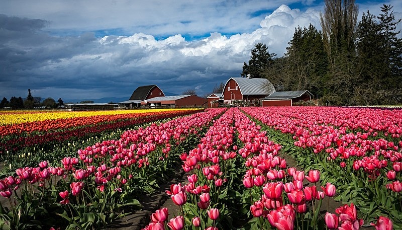 Tulip Town - Trees and Flowers