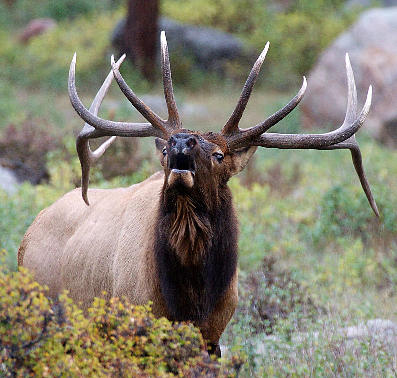 King of the Meadow - Critters
