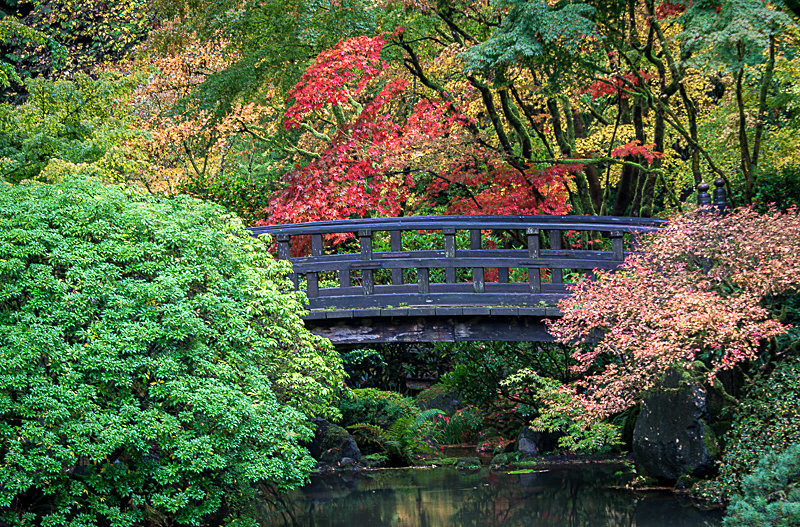 Colorful Bridge - Trees and Flowers