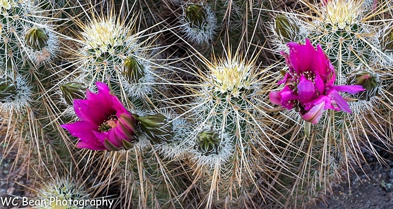 Cactus Flower - Trees and Flowers
