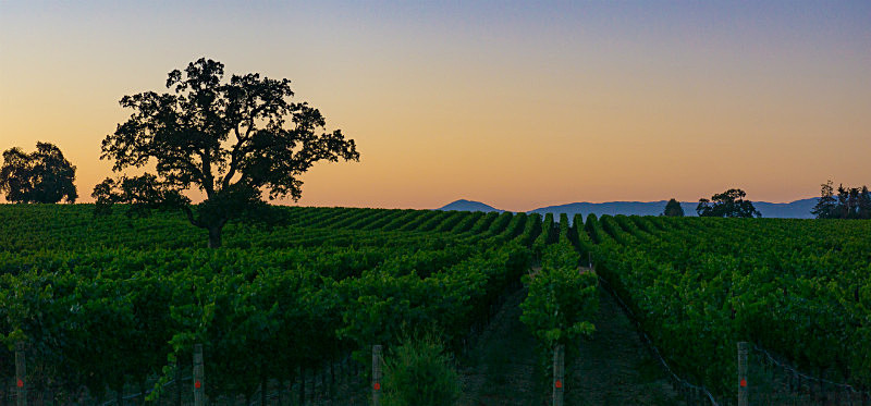 Twilight at the Vineyard - Sunrise, Sunset