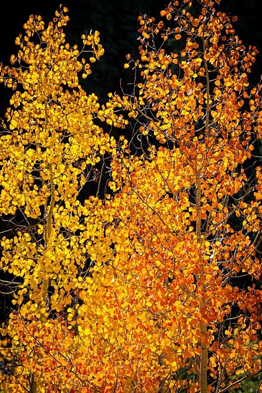 Backlit aspens 3 - 2022 Fall Colors