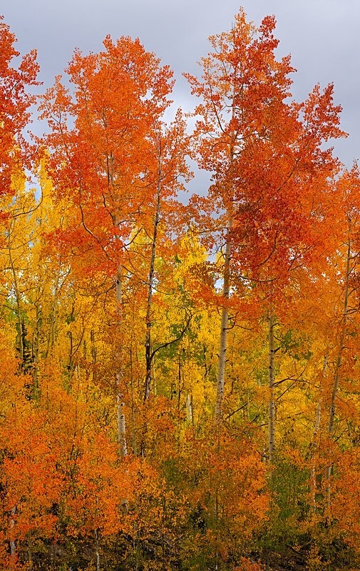 Red and Gold 2 - 2022 Fall Colors