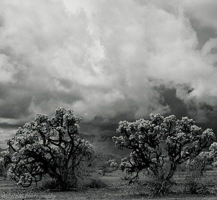 Reaching the Heavens - Black & White Images