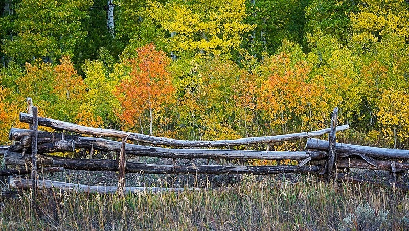 Fenced in Aspens - Trees and Flowers