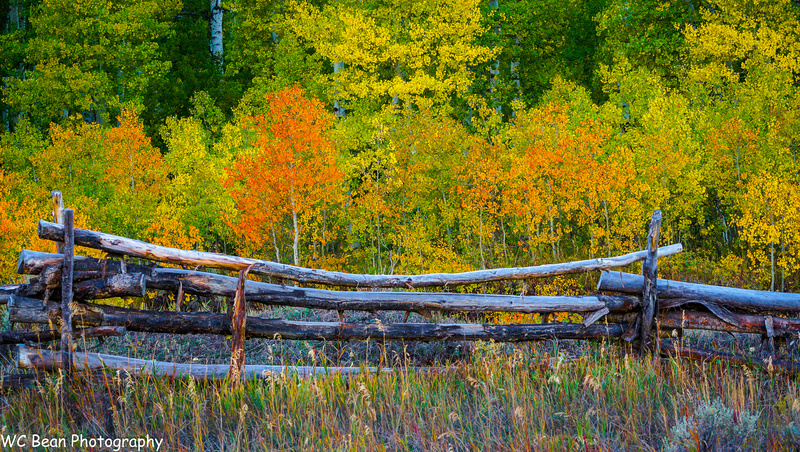 Cimarron #1 - 2022 Fall Colors