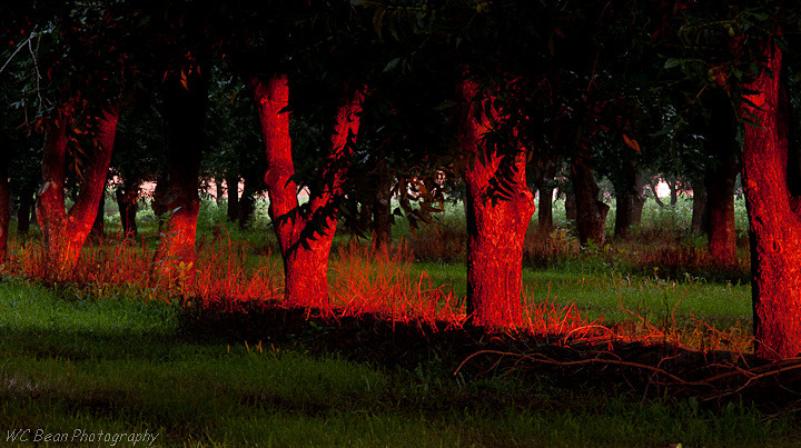  - Trees and Flowers