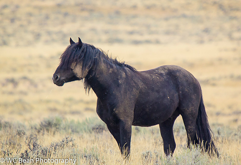 I Am Mustang - Critters