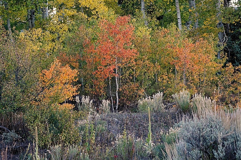 Cimmaron Aspens - Trees and Flowers