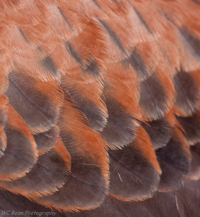 Plumage abstract - Critters