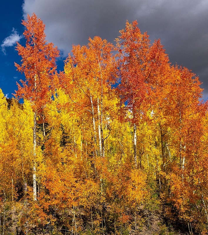 Red and Gold 1 - 2022 Fall Colors