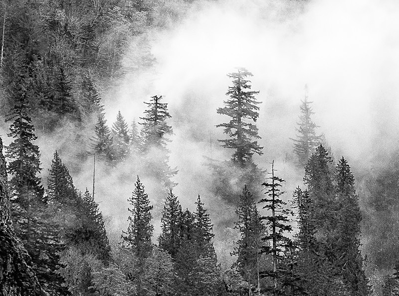 Trees and fog in the Gorge - Black & White Images