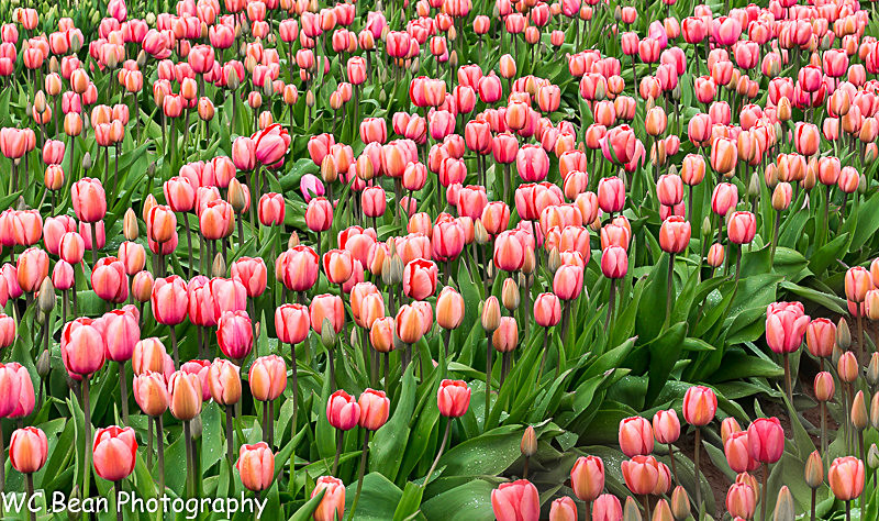 Skagit Valley Tulips 2 - Trees and Flowers