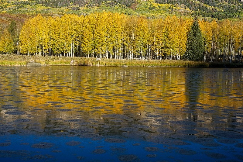 Cimmaron Pond 2 - Trees and Flowers