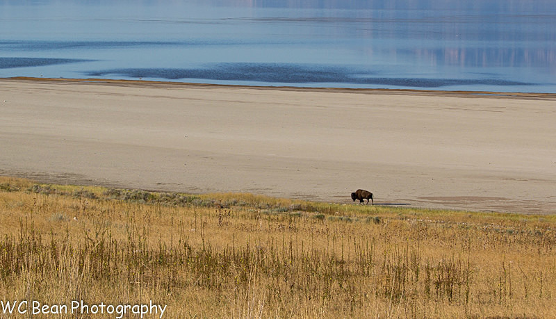 Buff on the Beach, Antelope Island - Favorite Images of 2013