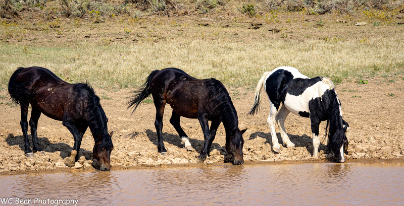 At the Waterhole - Critters