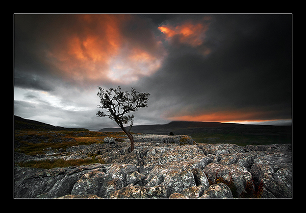 The Lone Tree - Yorkshire