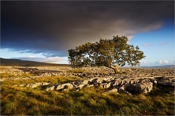 Dales Tree - Yorkshire