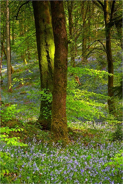 Two Trees - Cumbria