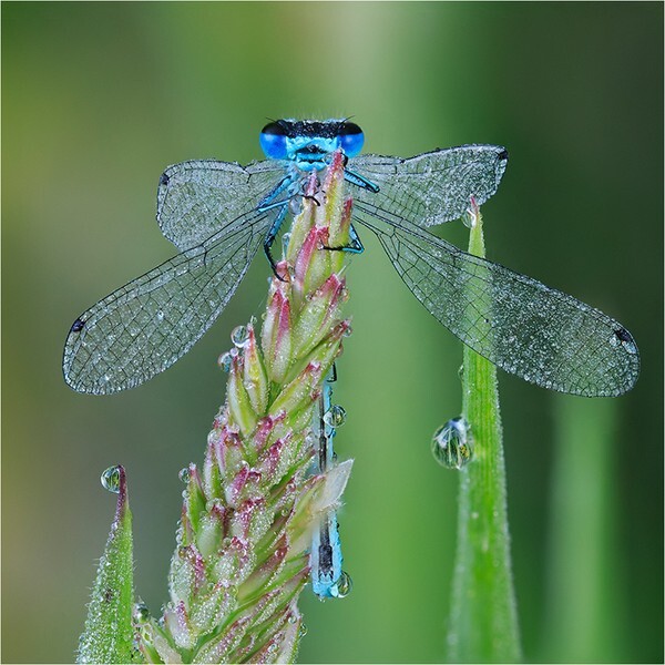 Dew-Encrusted Damselfly - Wildlife and Nature
