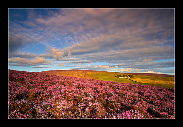Moorland Heather - North West England