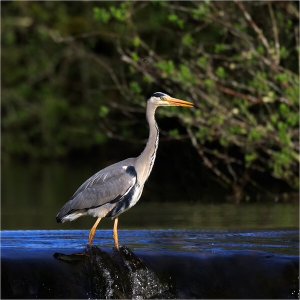 Wading Heron - Wildlife and Nature