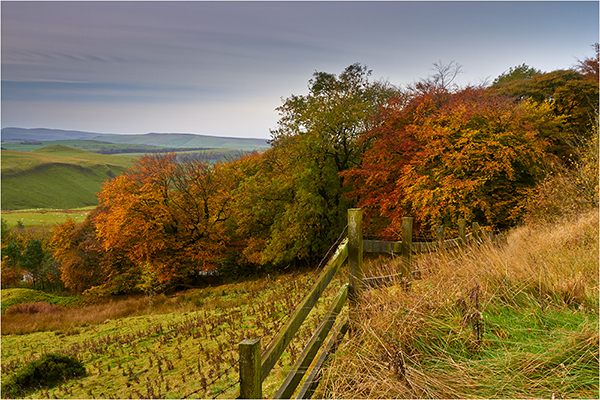 Autumn Leaves - Derbyshire