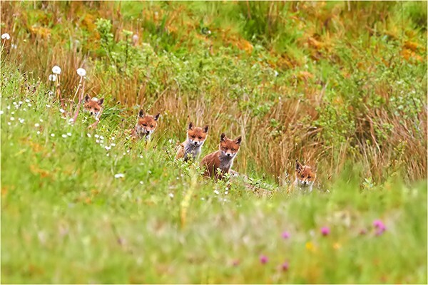 Five - Wildlife and Nature