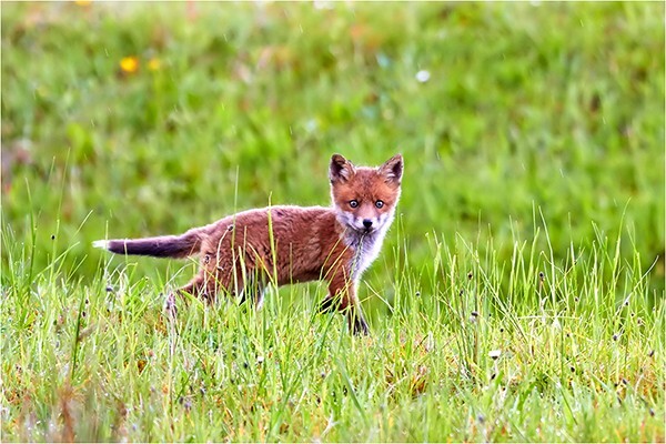 Curious Cub - Wildlife and Nature