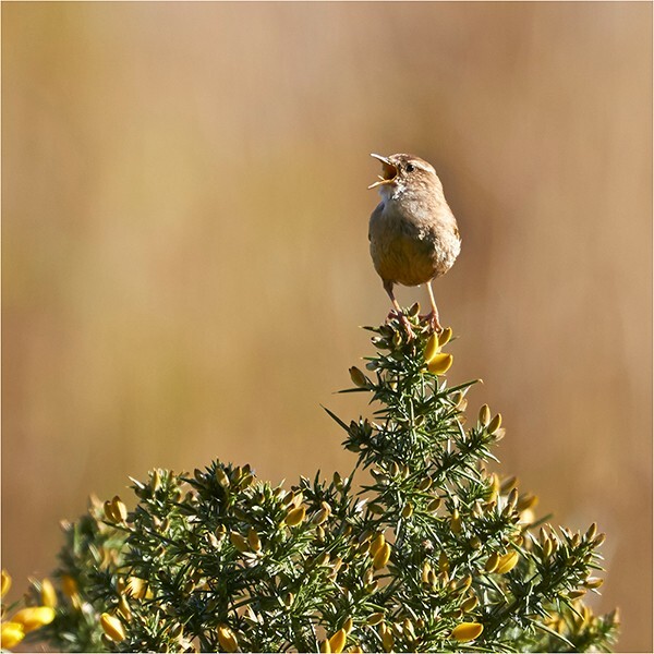 Wren in Song - Wildlife and Nature