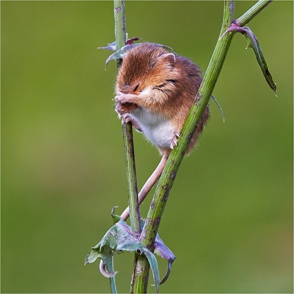Sleepy - Wildlife and Nature