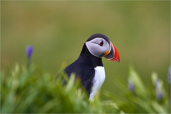 Pensive Puffin - Wildlife and Nature