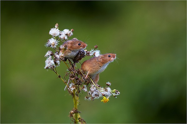 Look Out! - Wildlife and Nature