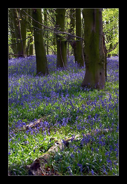Lancashire Bluebells - North West England